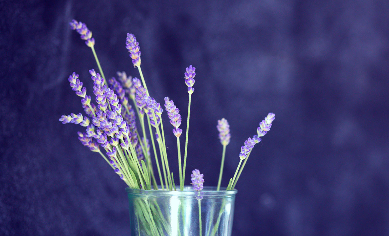 bloomthis-blog-whats-my-horoscope-flower-zodiac-flower-05-gemini-lavender