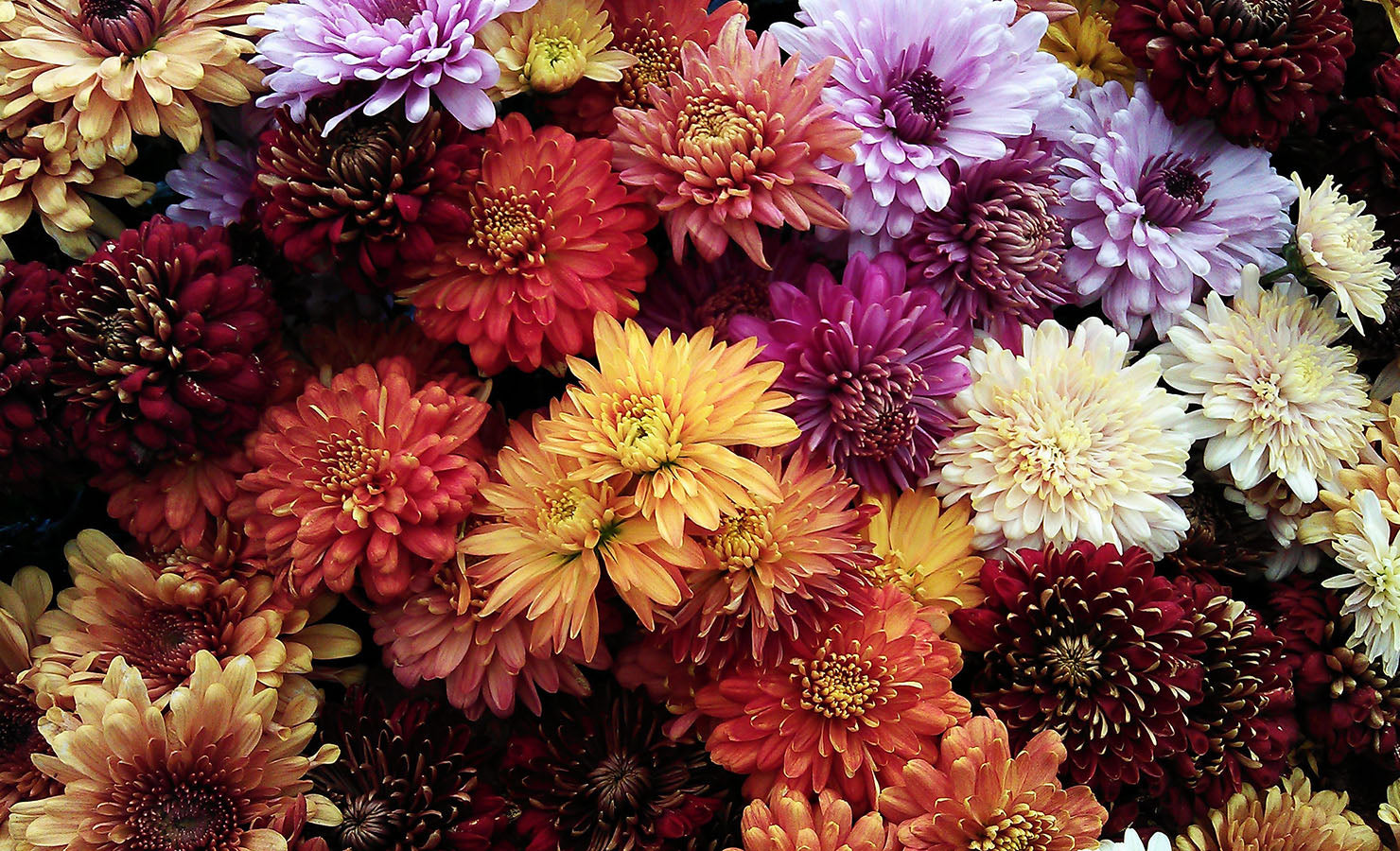 bloomthis-blog-whats-my-horoscope-flower-zodiac-flower-08-virgo-chrysanthemum