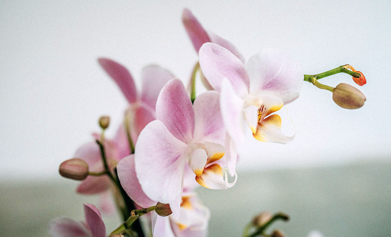 bloomthis-blog-whats-my-horoscope-flower-zodiac-flower-13-aquarius-orchids