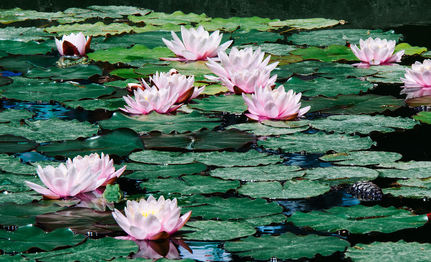 bloomthis-blog-whats-my-horoscope-flower-zodiac-flower-14-pisces-water-lily-water-lilies