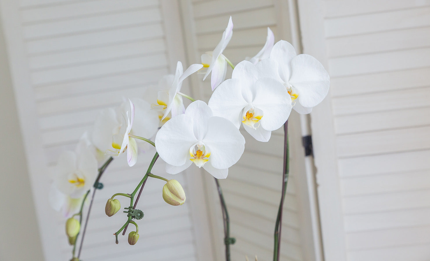 bloomthis-deepavali-gift-guide-07-jodie-phalaenopsis-orchid