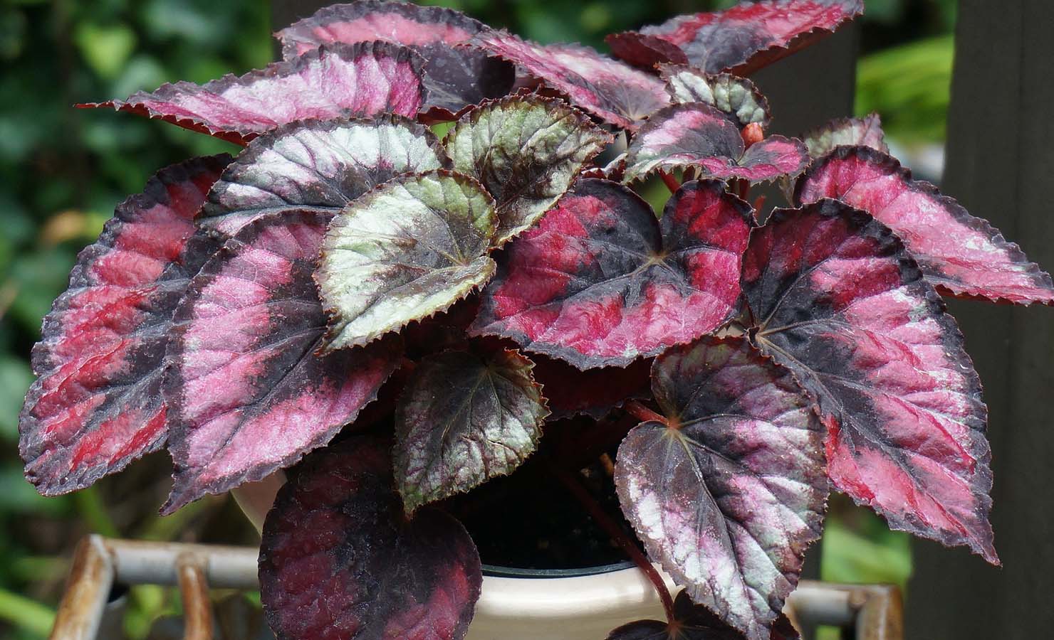 9-plants-flowers-native-to-malaysia-begonia-red-kiss-rex-maculata