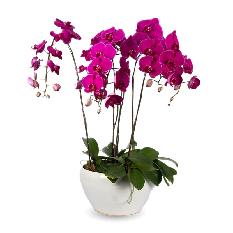 Phalaenopsis Orchid | Five Stalks | BloomThis - Plants Online