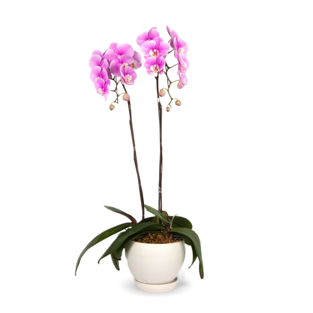 Phalaenopsis Orchid | Two Stalks | BloomThis - Plants Online