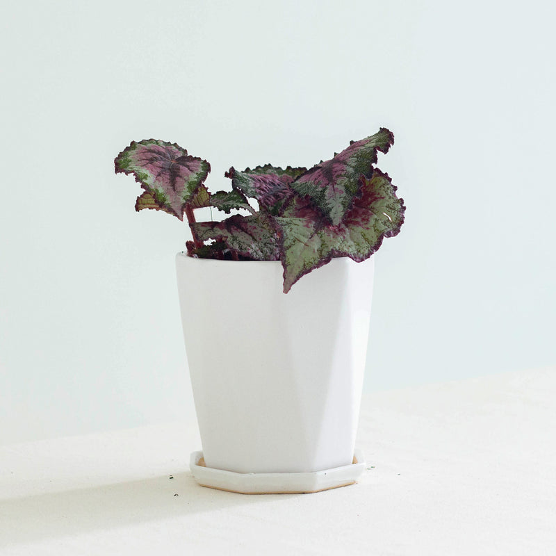 Begonia Rex | Free Delivery | BloomThis