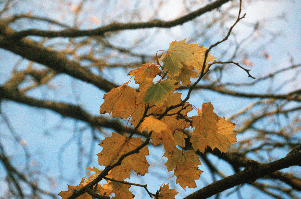 autumn leaves shot on harman phoenix 200 35mm film