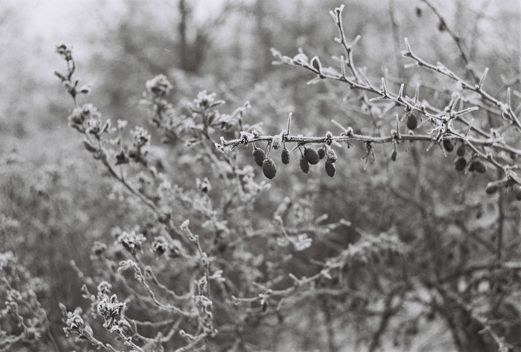 Photo by Tereza Petricova, shot on Fomapan 200 with Olympus OM-10