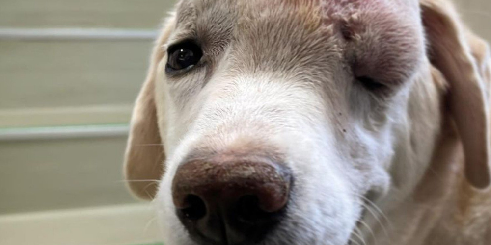 Courageous Labrador Lilly inspiring hope | Compassion Threads Blog