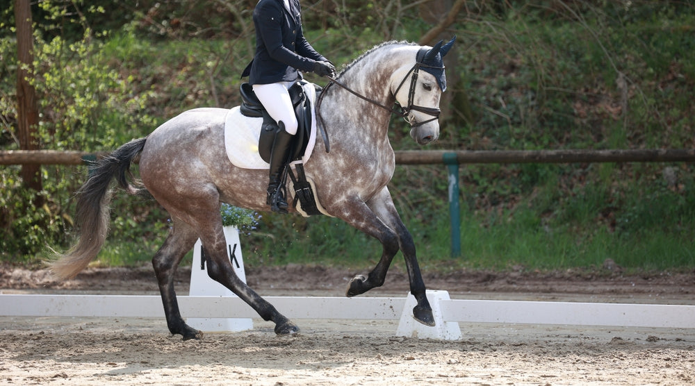 Dressage horse white mold with rider during a dressage test in the collected gallop