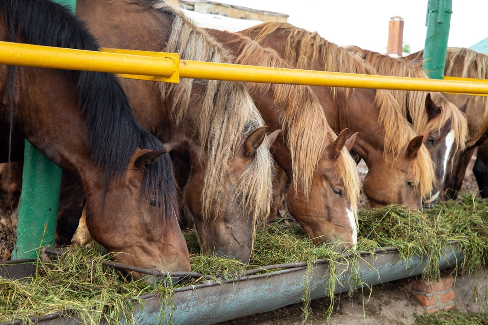 Feeding horses on the farm with fresh green hay