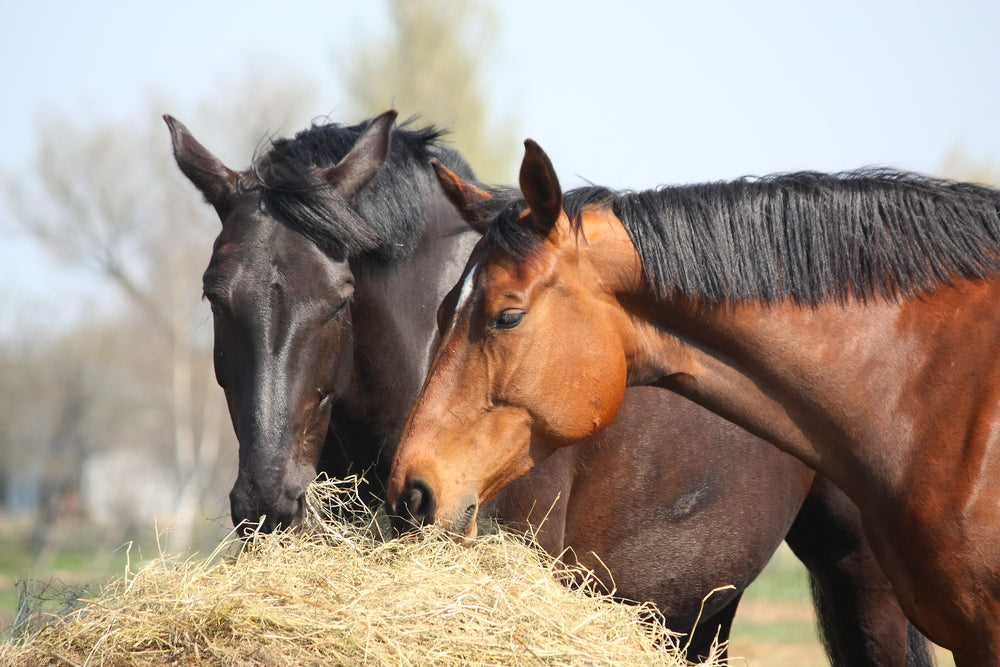 Black and brown horses eating hay