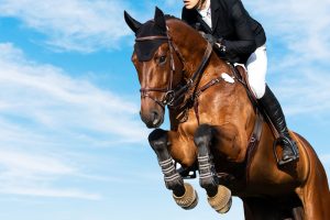 Joint Recovery Supplements For Horses