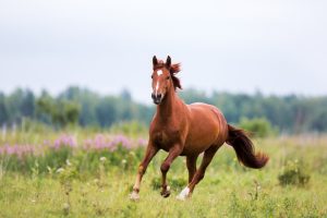 joint supplements for horse