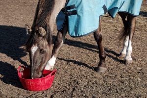Nutritional Support for Horses
