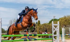 Equine Competition Supplements