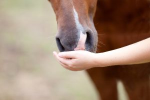 Horses take probiotics for digestive health