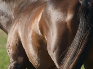 Increasing Your Horse's Muscle Mass.