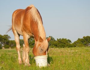 Equine Respiratory Health