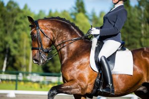 Equipment Is Not Allowed In Dressage