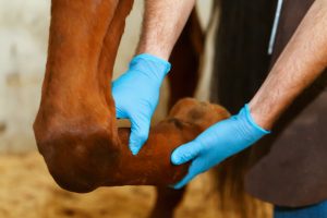 Horse Hoof Care & Problem Prevention
