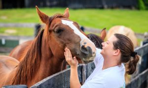 Do Calming & Behaviour Supplements Help Horses