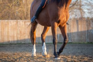 Does Your Horse Need Digestive Support