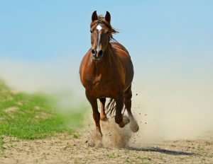 Keep Your Horse's Lungs Healthy