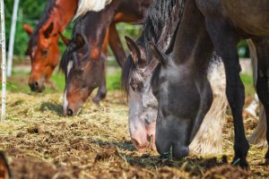 Guide To The Equine Digestive System