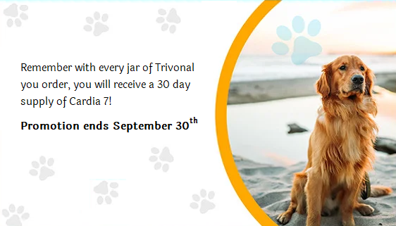 dog on beach promotion