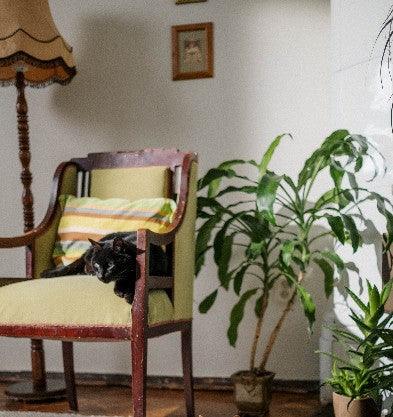 un chat noir sur une chaise