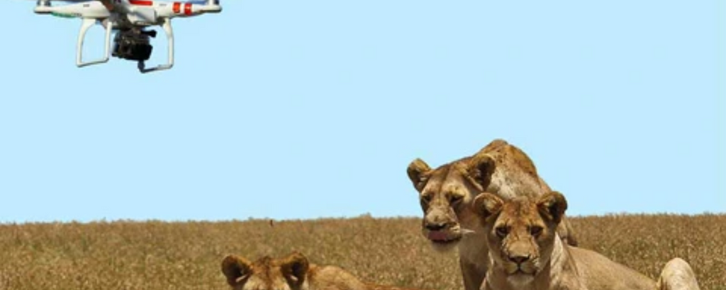 The Benefits of Drones in Lion Population Surveys