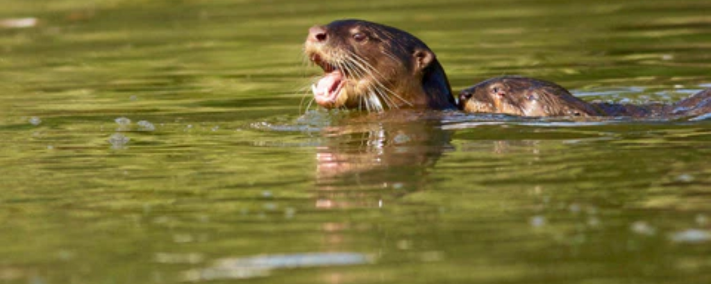 The Role of Drones in Otter Behavior Research