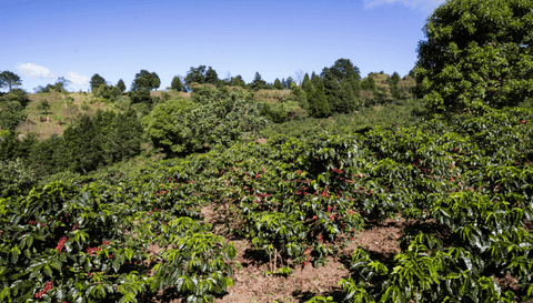 Mexican-coffee-plantation-with-lots-of-coffee-beans