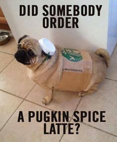 dog in coffee costume