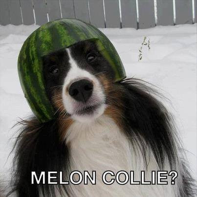 Collie Dog with a melon on it's head 