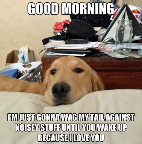 dog waking up owner meme