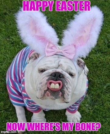 bulldog dressed like Easter bunny 