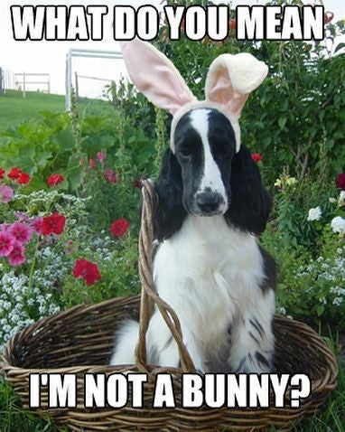 dog with easter ears