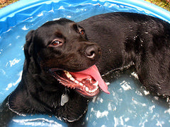 dog in swimming pool