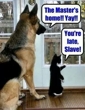 dog and cat meme funny