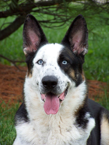 panda shepherd