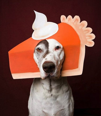 dog dressed up as pumpkin pie