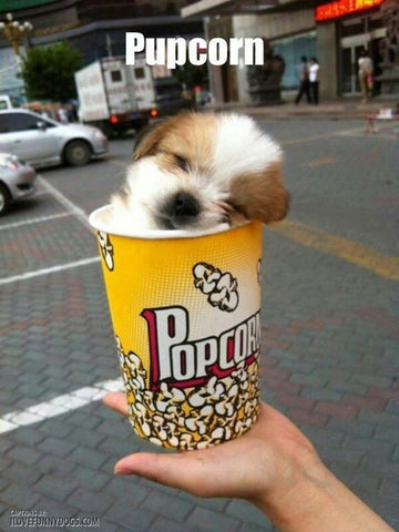 puppy in popcorn container 