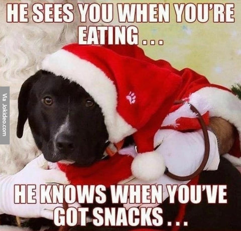 Christmas dog meme