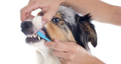 dog having teeth brushed