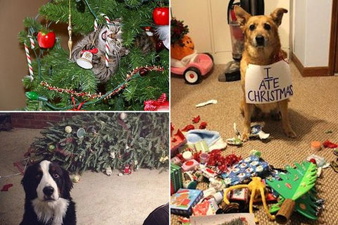 dogs eating christmas presents 