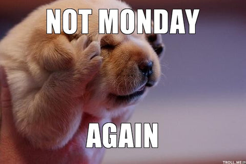 dog meme about Mondays