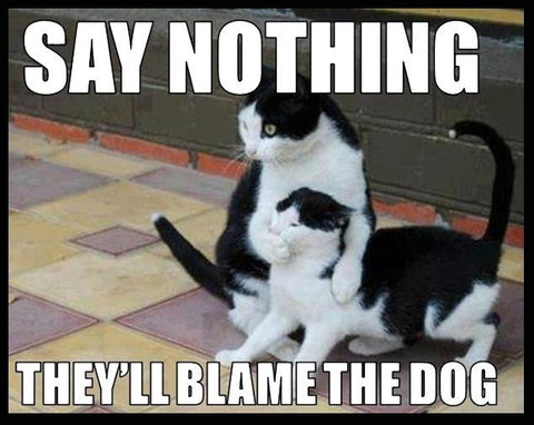 cat's blaming dogs meme