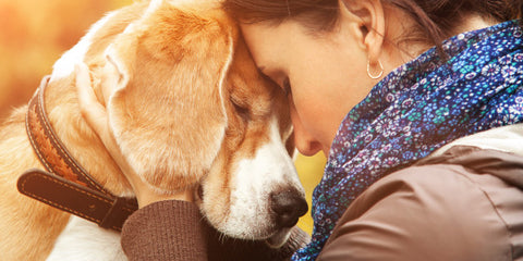 dog and human bonding