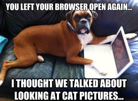 boxer dog on laptop meme